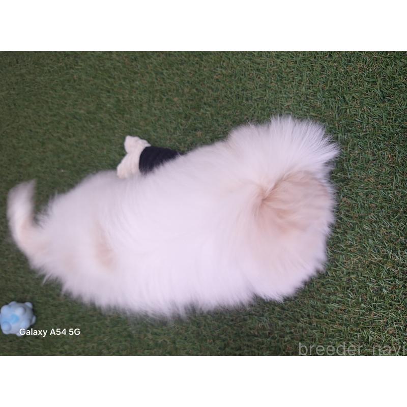 販売中の三重県のペキニーズ-443133の4枚目