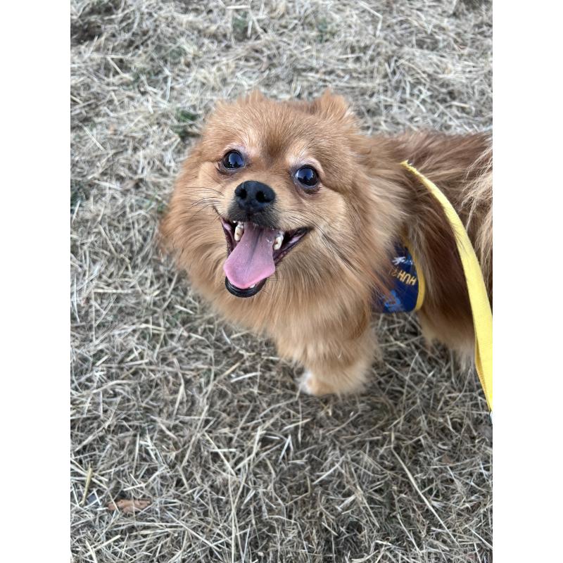 販売中の埼玉県のポメラニアン-370853の4枚目