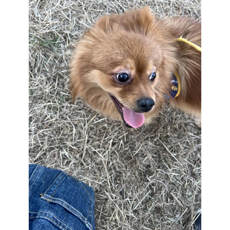 販売中の埼玉県のポメラニアン-370853の3枚目