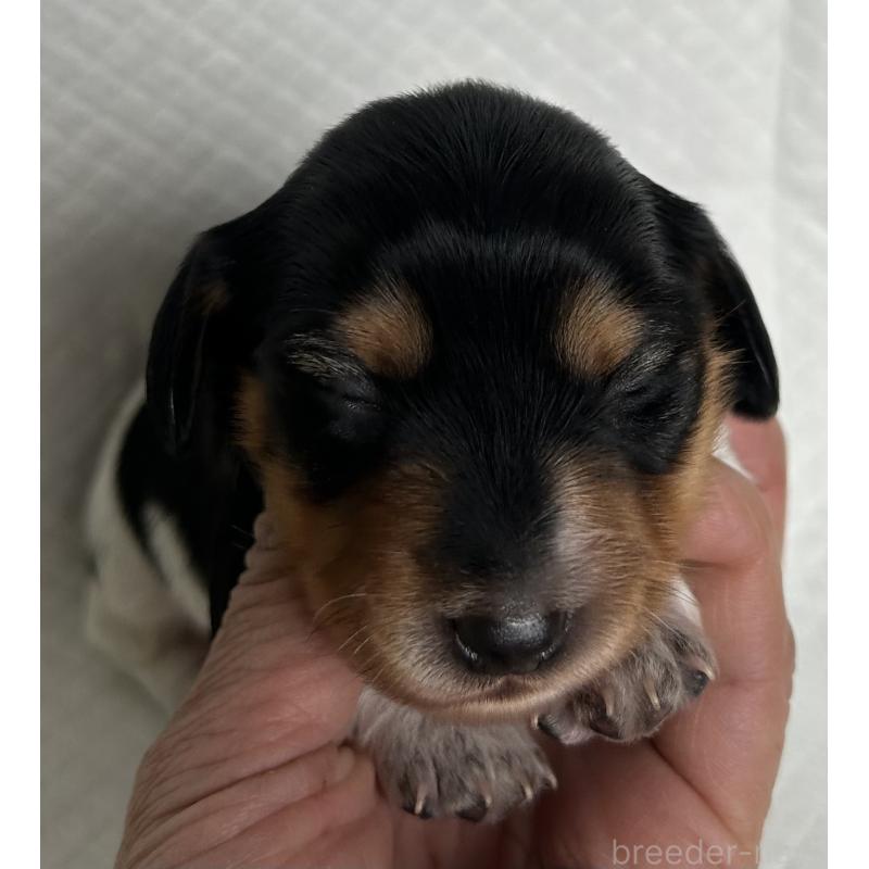 販売中の北海道のミニチュアダックスフンド(ロングヘアード)-443135の2枚目