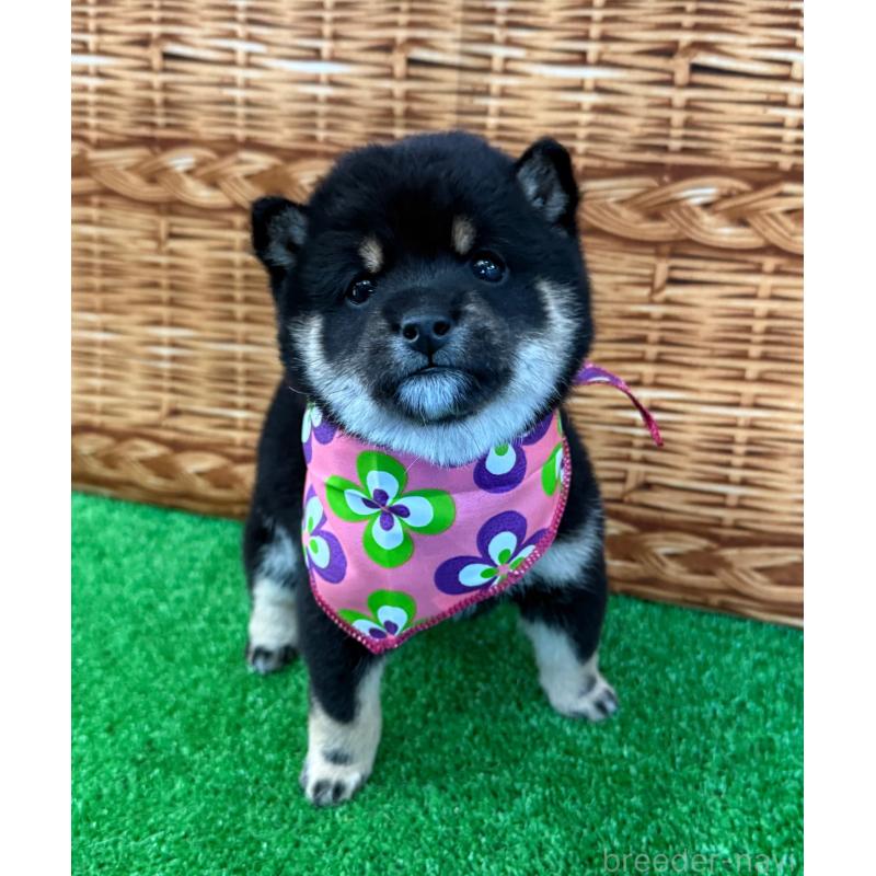 販売中の神奈川県の豆柴-443137の1枚目