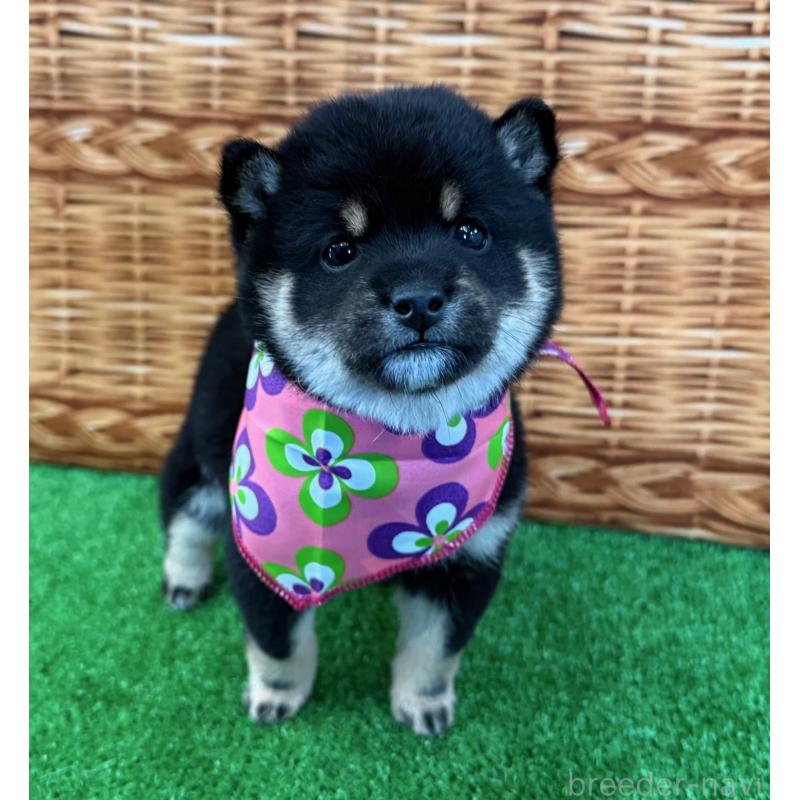 販売中の神奈川県の豆柴-443137の4枚目