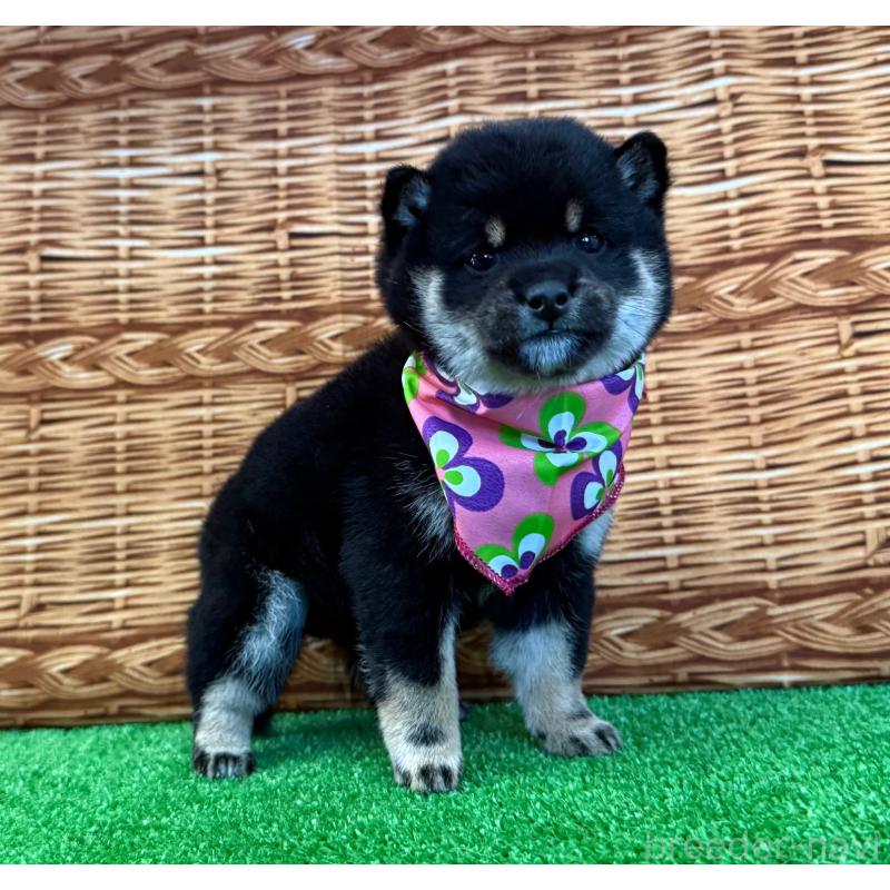 販売中の神奈川県の豆柴-443137の3枚目