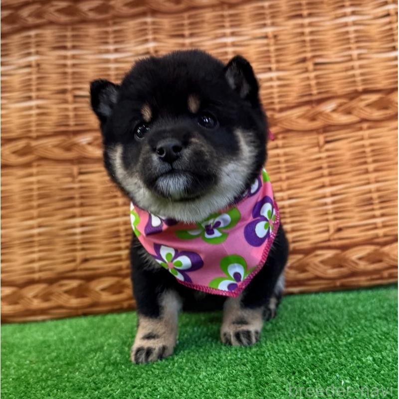 販売中の神奈川県の豆柴-443137の2枚目