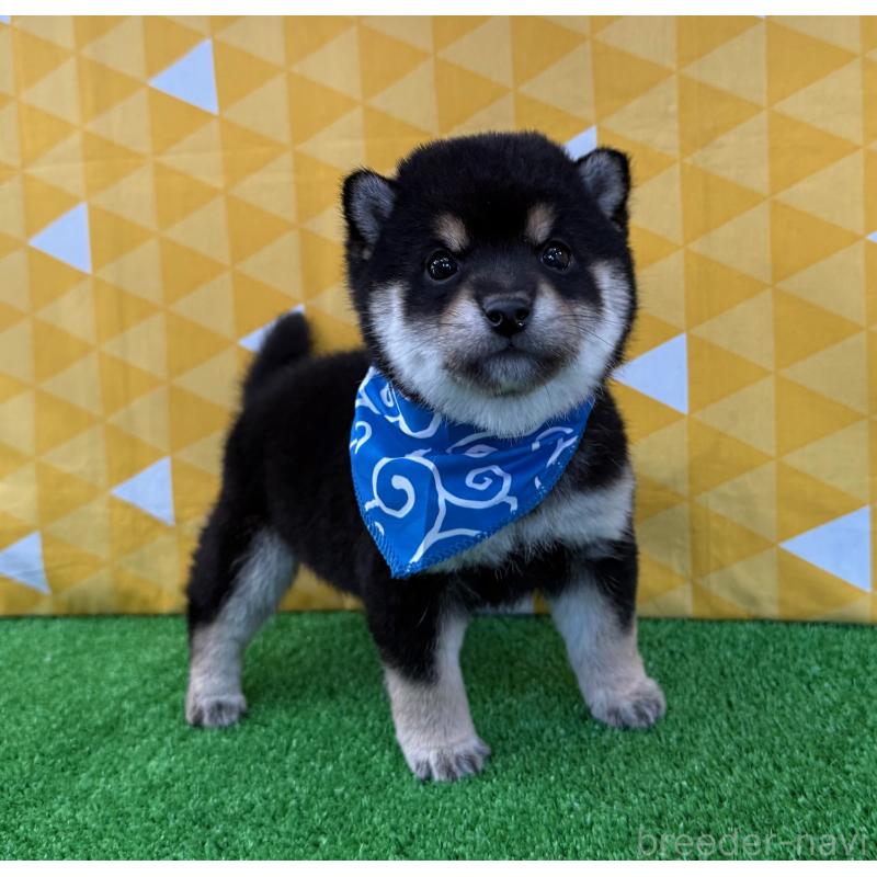 販売中の神奈川県の豆柴-443138