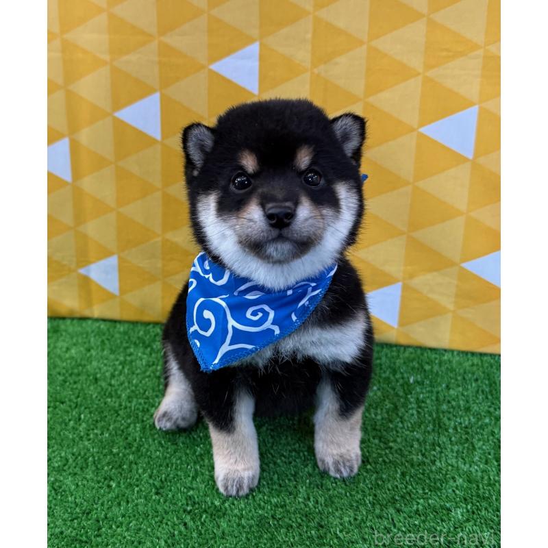 販売中の神奈川県の豆柴-443138の4枚目