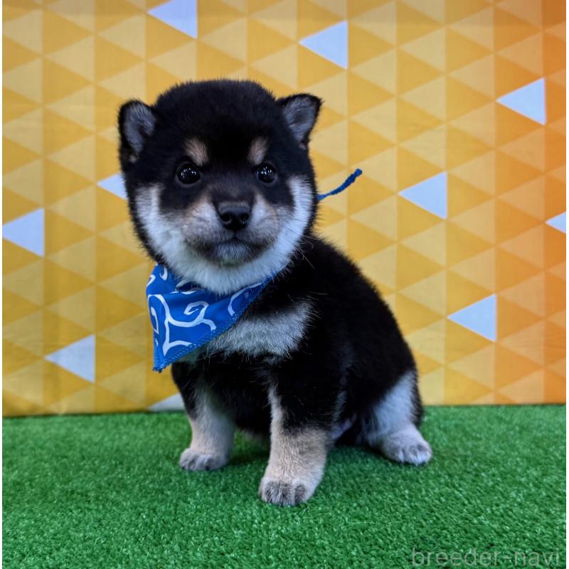 販売中の神奈川県の豆柴-443138の2枚目