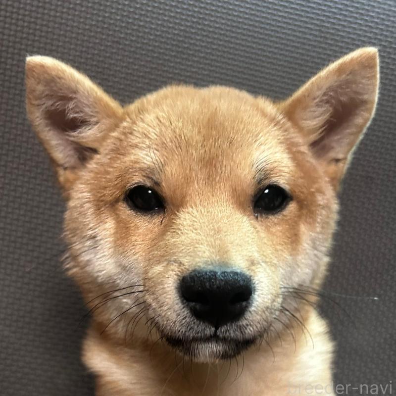 販売中の福岡県の豆柴-433928の1枚目