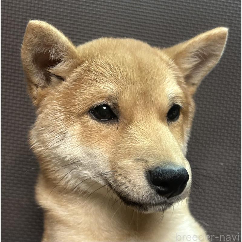 販売中の福岡県の豆柴-433928の13枚目