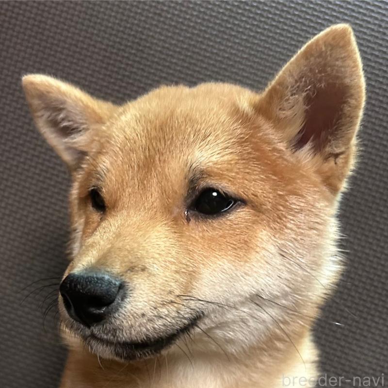 販売中の福岡県の豆柴-433928の12枚目