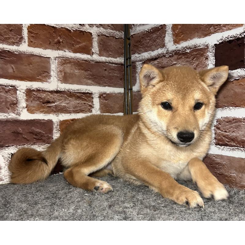 販売中の福岡県の豆柴-433928の11枚目