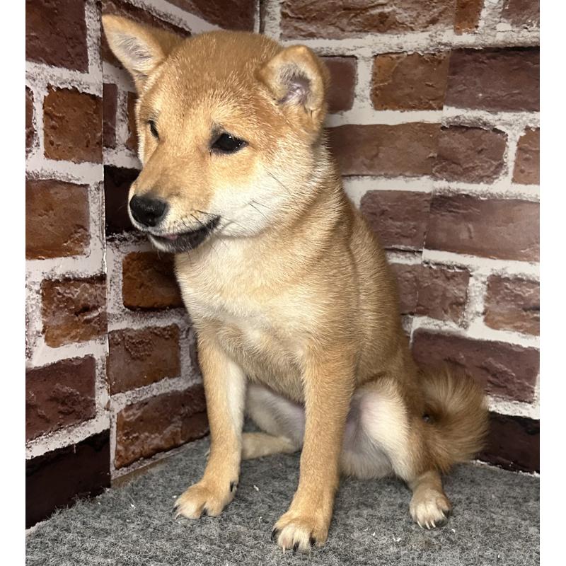 販売中の福岡県の豆柴-433928の10枚目