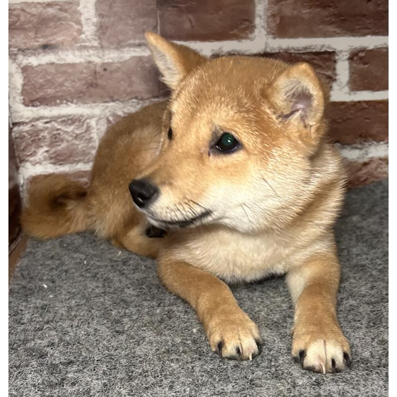 販売中の福岡県の豆柴-433928の8枚目