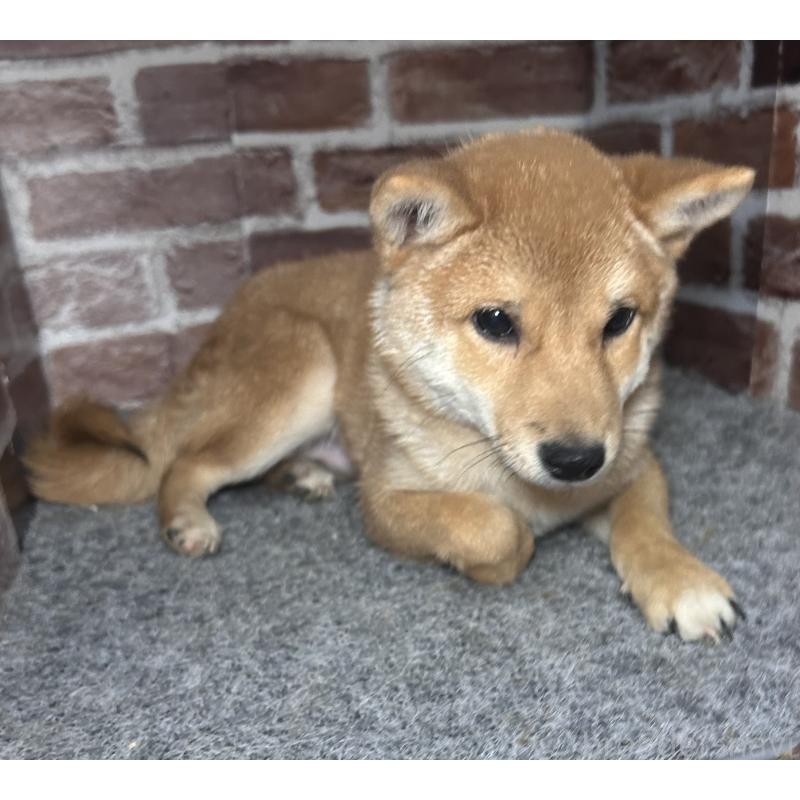 販売中の福岡県の豆柴-433928の6枚目