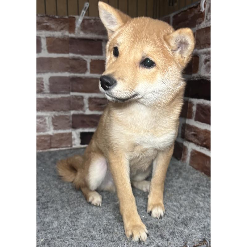 販売中の福岡県の豆柴-433928の5枚目