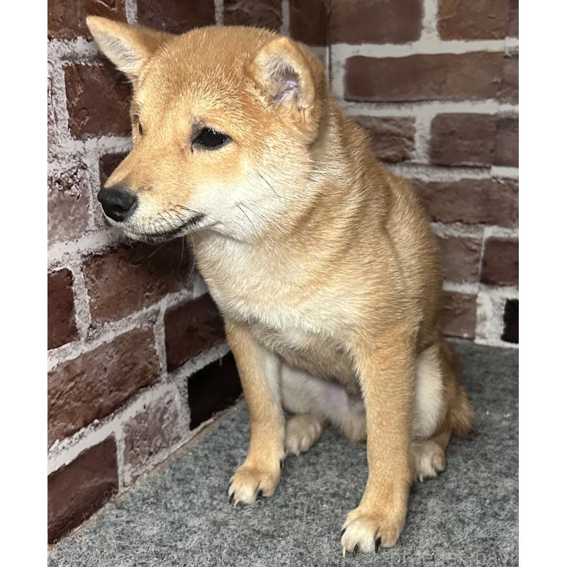 販売中の福岡県の豆柴-433928の4枚目