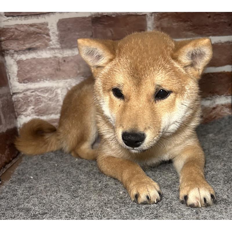 販売中の福岡県の豆柴-433928の2枚目