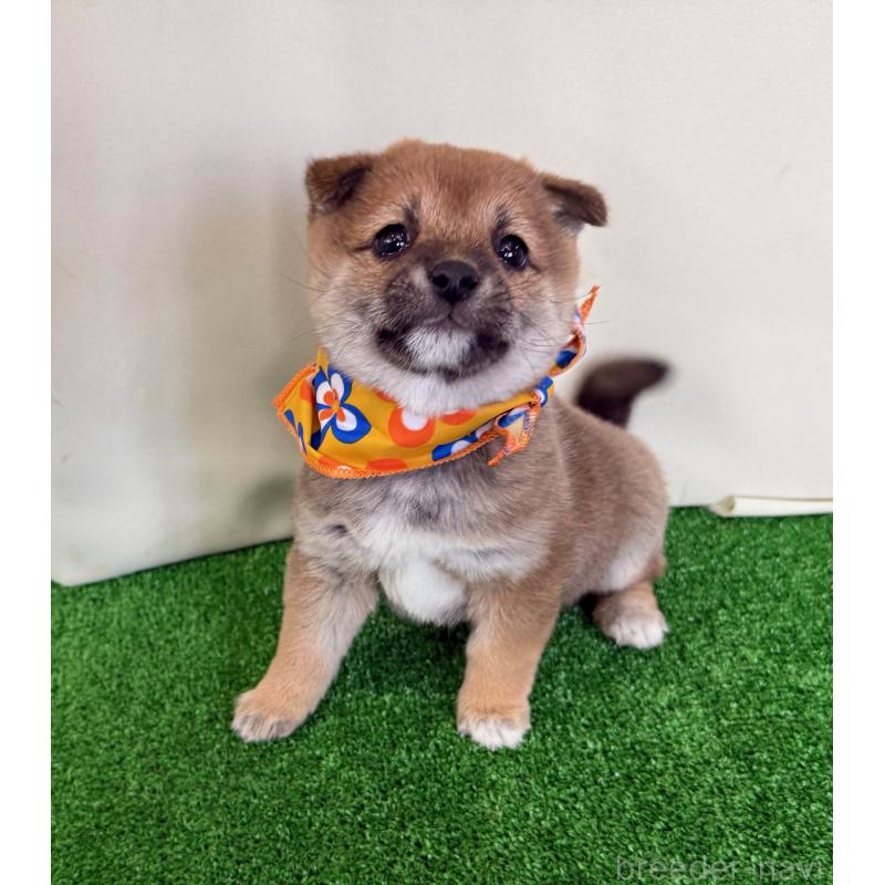 販売中の神奈川県の豆柴-442926