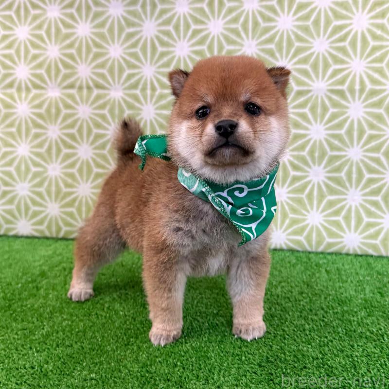 販売中の神奈川県の豆柴-443140