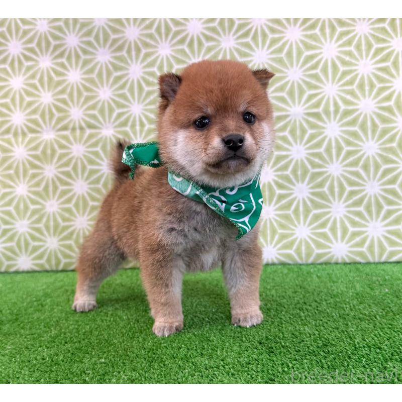 販売中の神奈川県の豆柴-443140の3枚目