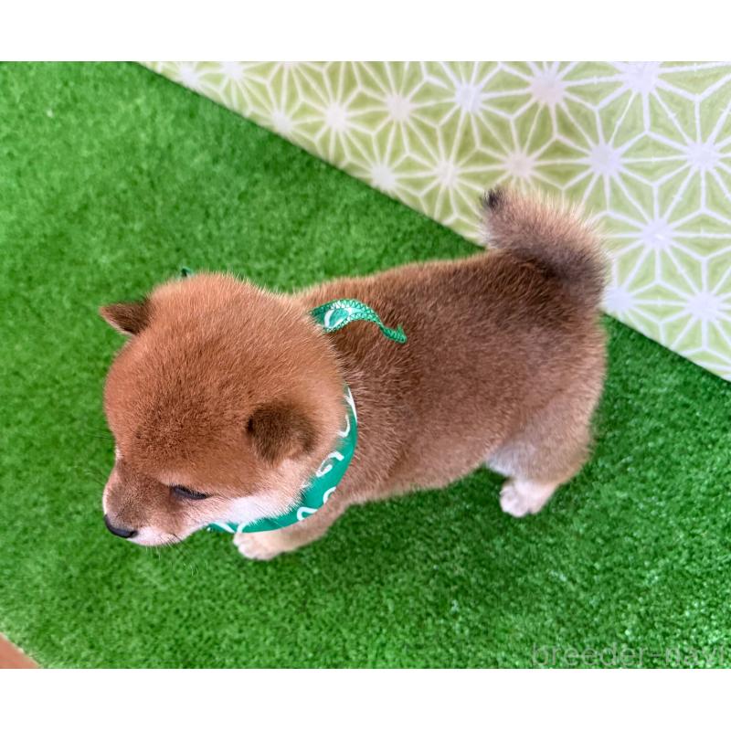 販売中の神奈川県の豆柴-443140の2枚目