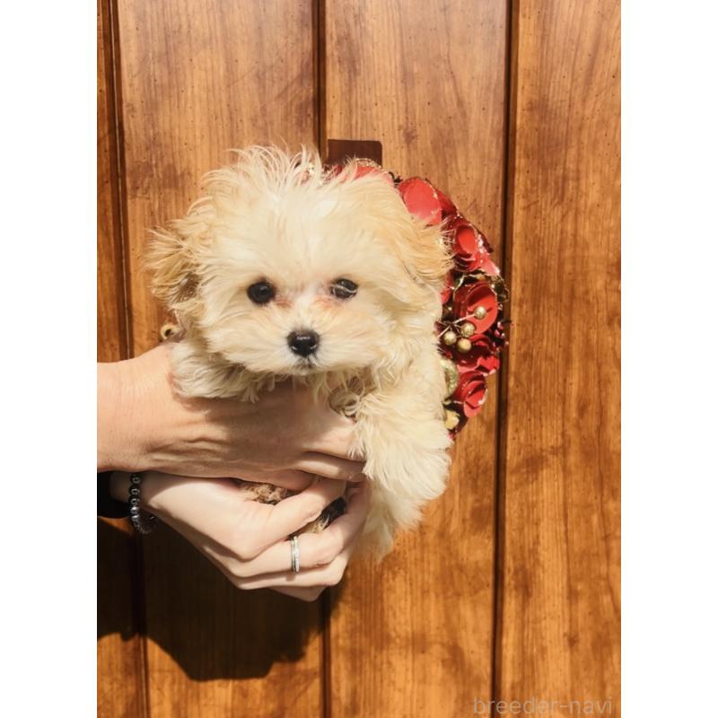 販売中の福岡県のミックス犬-443141の7枚目