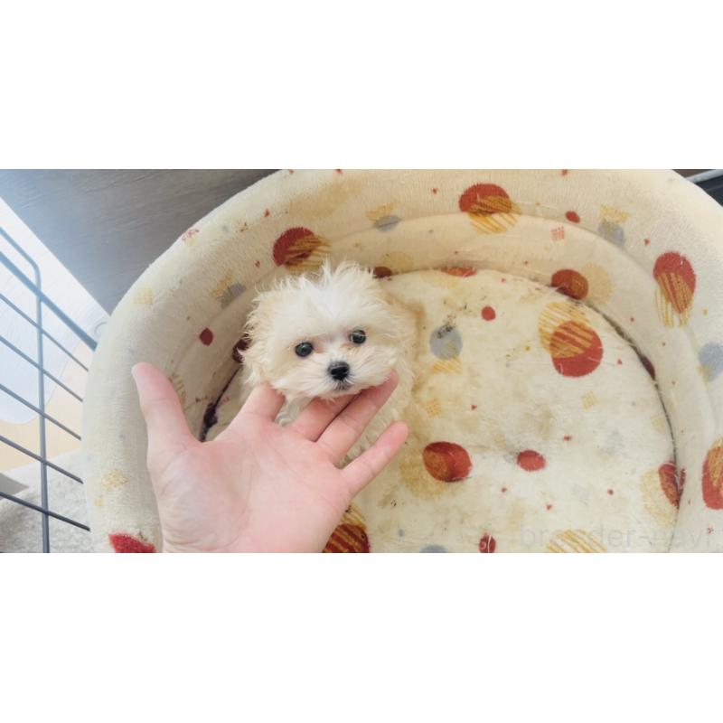 販売中の福岡県のミックス犬-443141の5枚目