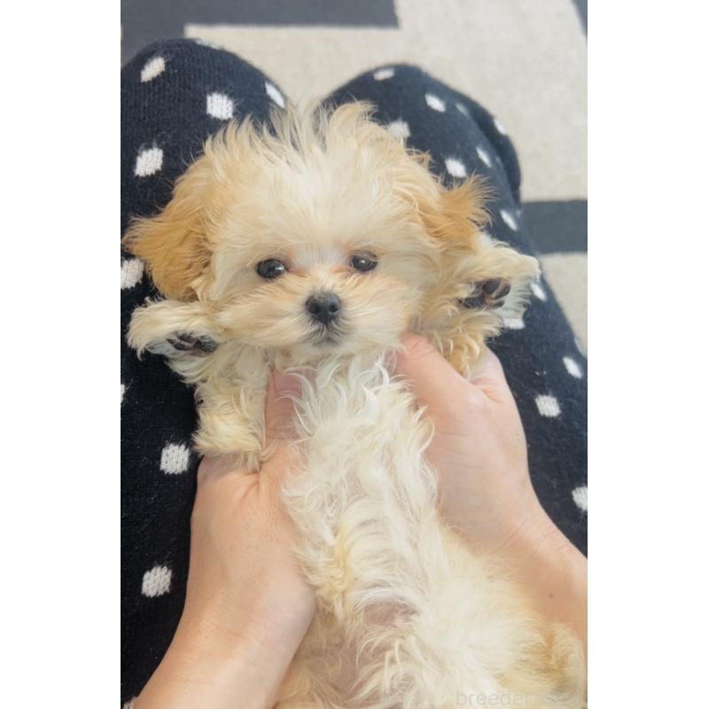 販売中の福岡県のミックス犬-443141の4枚目