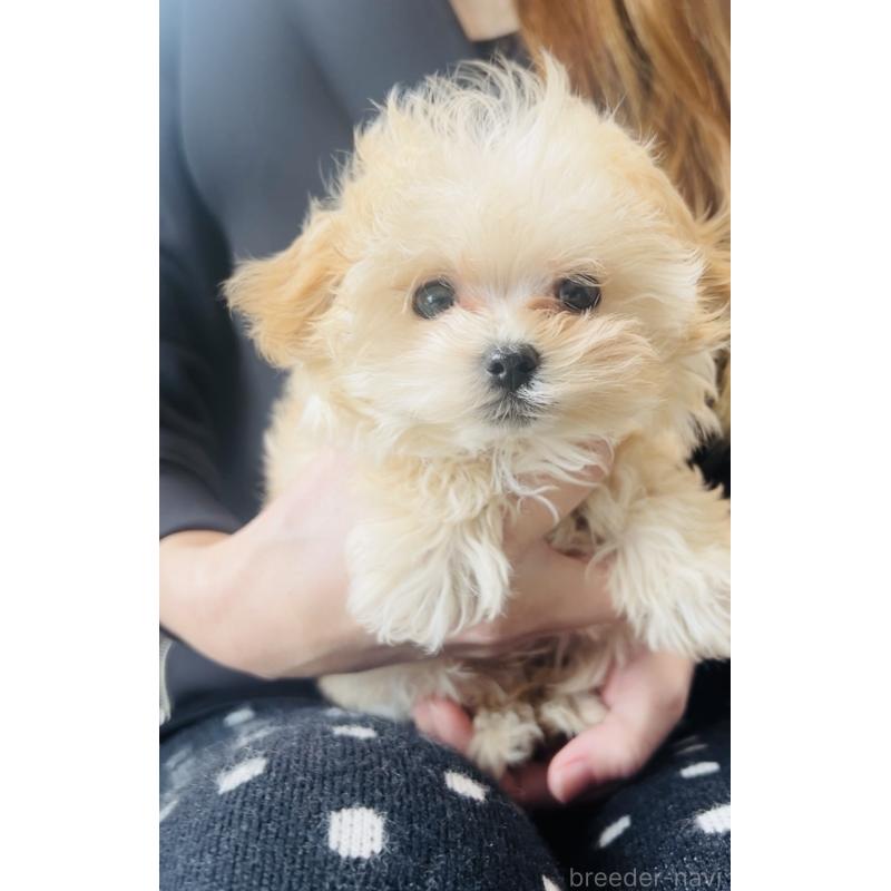 販売中の福岡県のミックス犬-443141の2枚目