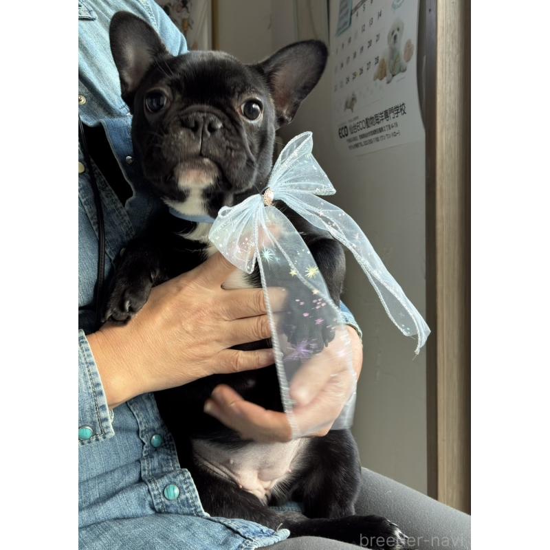 販売中の宮城県のフレンチブルドッグ-430460の8枚目