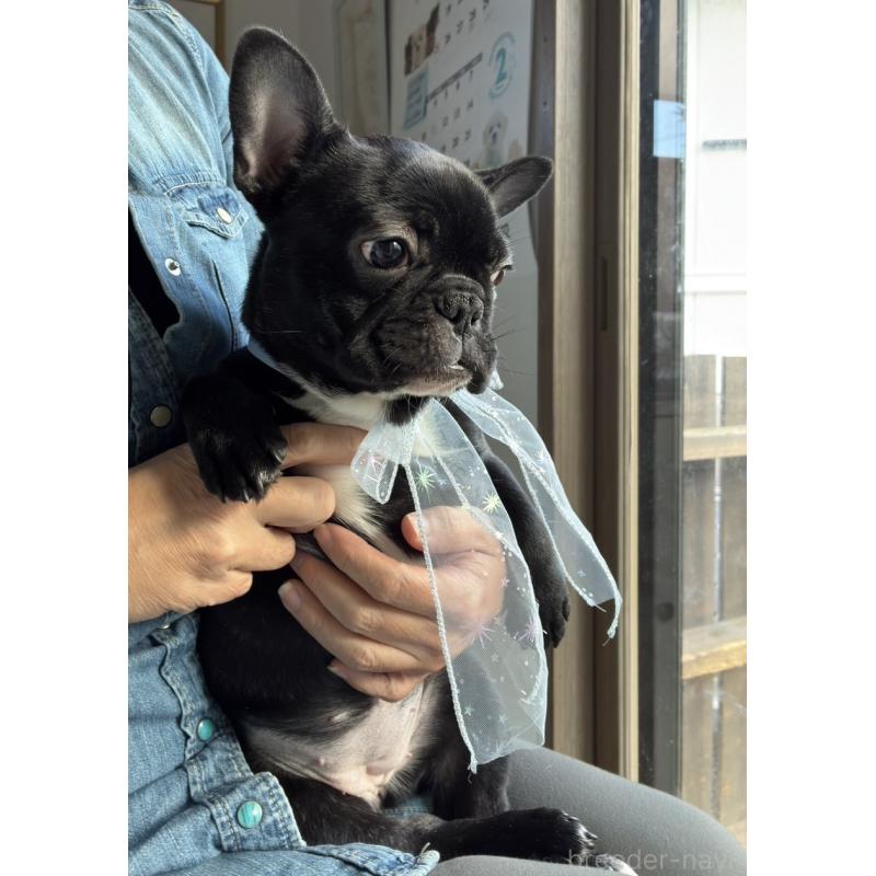 販売中の宮城県のフレンチブルドッグ-430460の7枚目