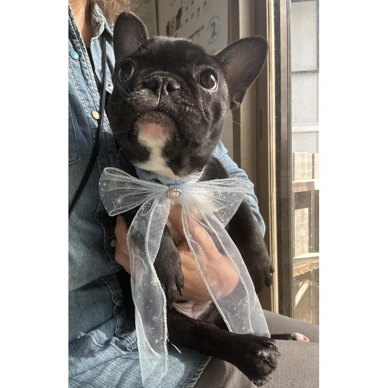 販売中の宮城県のフレンチブルドッグ-430460の6枚目