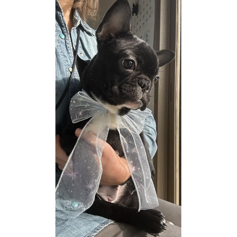 販売中の宮城県のフレンチブルドッグ-430460の5枚目