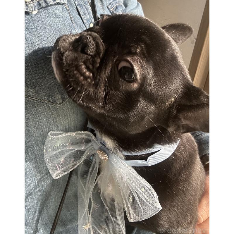 販売中の宮城県のフレンチブルドッグ-430460の4枚目