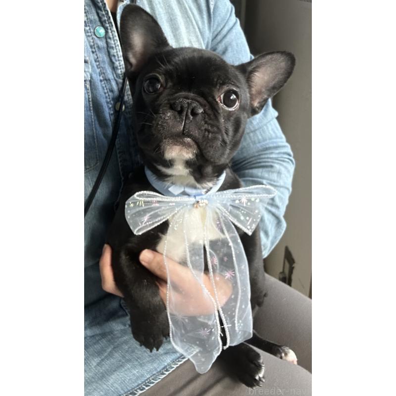 販売中の宮城県のフレンチブルドッグ-430460の3枚目
