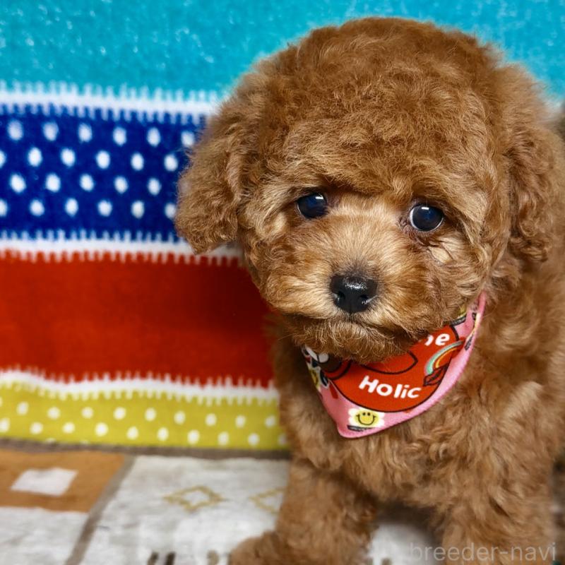 販売中の岐阜県のトイプードル-443142の1枚目