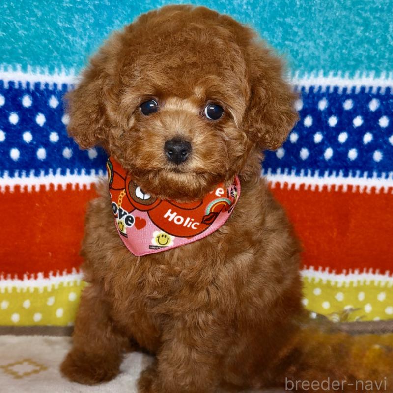 販売中の岐阜県のトイプードル-443142の5枚目