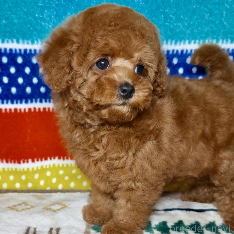 販売中の岐阜県のトイプードル-443142の3枚目