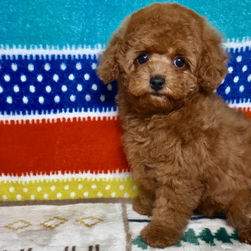 販売中の岐阜県のトイプードル-443142の2枚目