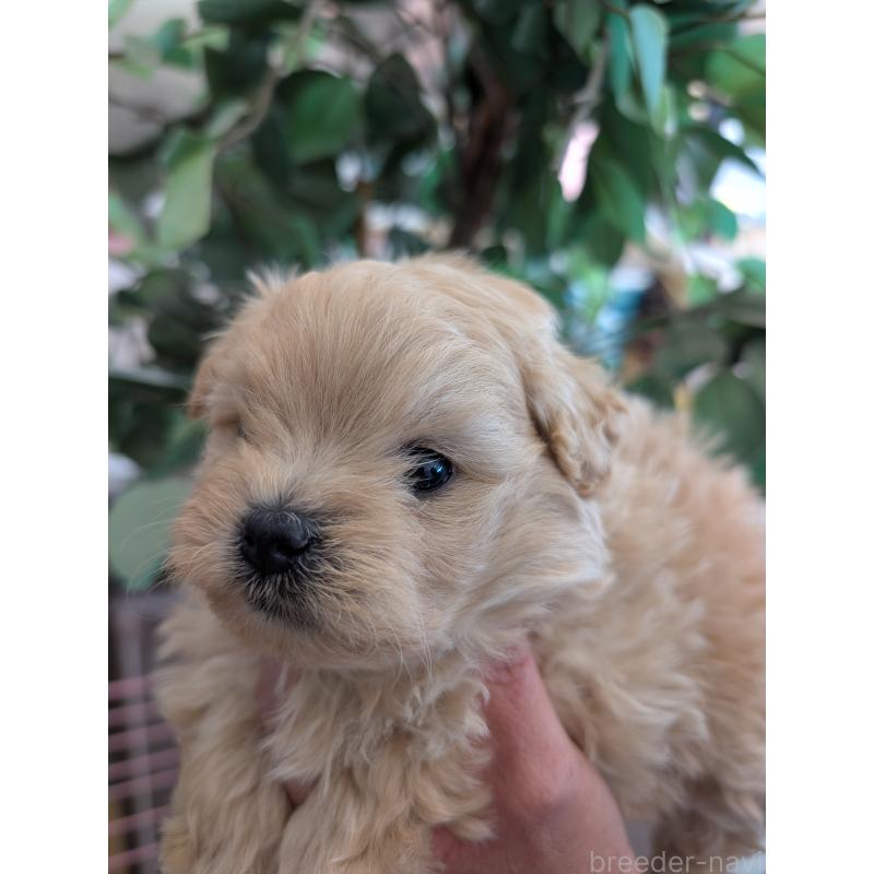 販売中の山梨県のミックス犬-443143の1枚目