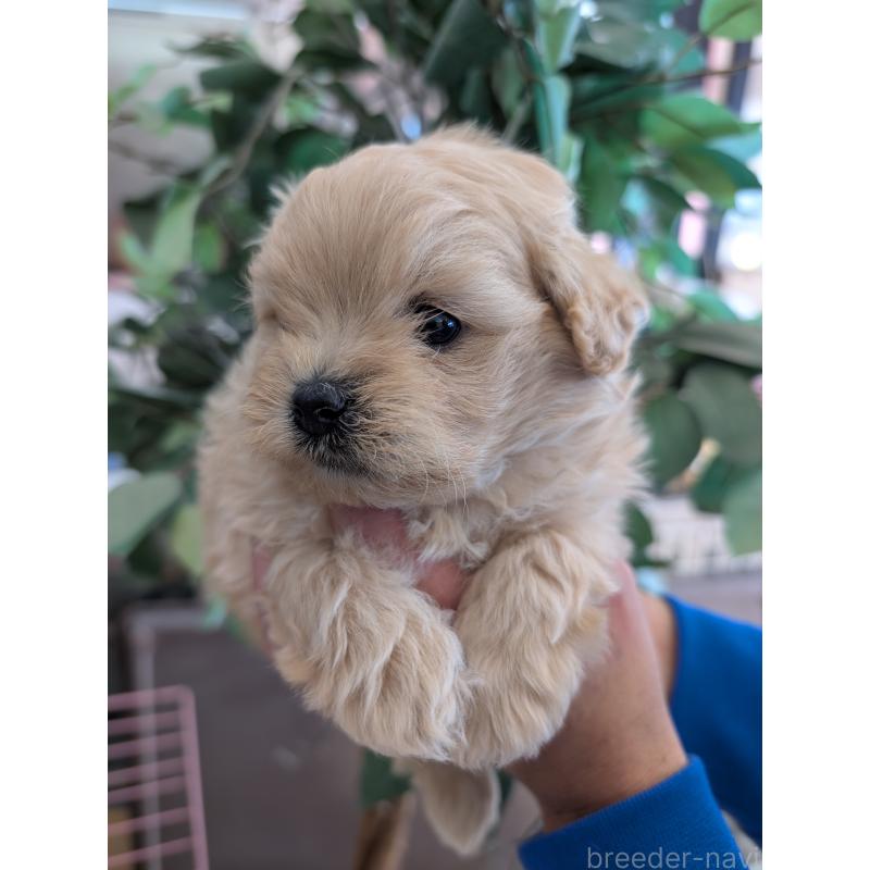 販売中の山梨県のミックス犬-443143の2枚目