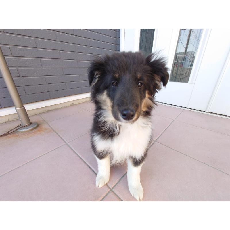 販売中の静岡県のシェットランドシープドッグ(シェルティ)-431044の4枚目