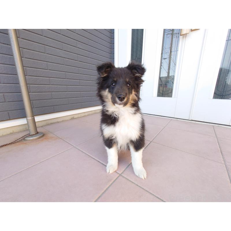 販売中の静岡県のシェットランドシープドッグ(シェルティ)-431044の3枚目