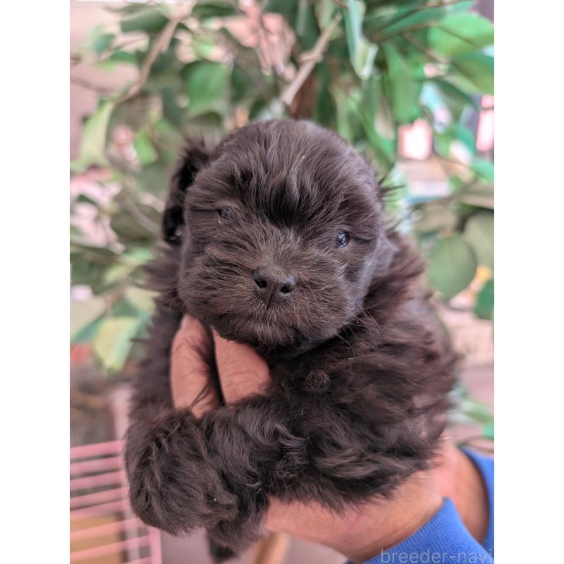 販売中の山梨県のミックス犬-443144の3枚目