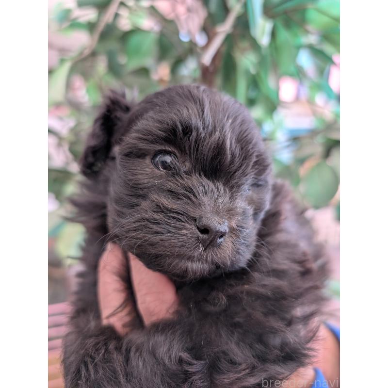 販売中の山梨県のミックス犬-443144の2枚目