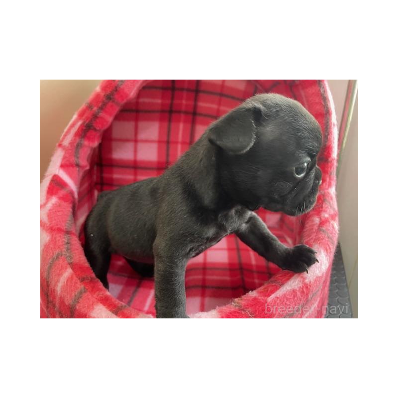 販売中の福岡県のフレンチブルドッグ-442543の2枚目