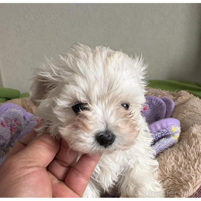 販売中の山梨県のミックス犬-443146の4枚目