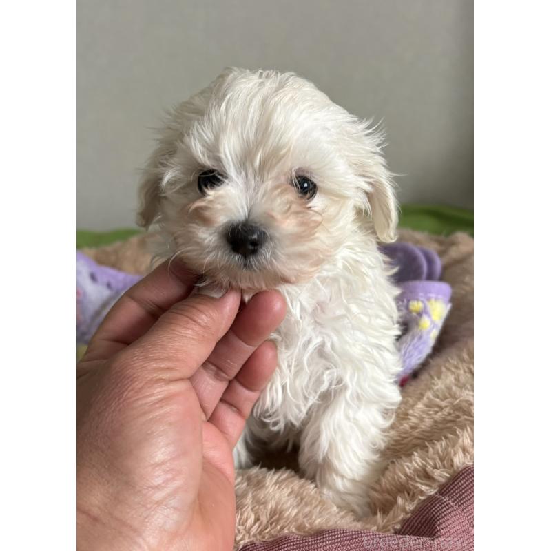 販売中の山梨県のミックス犬-443146の3枚目