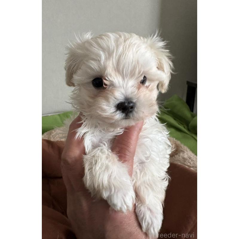 販売中の山梨県のミックス犬-443146の2枚目