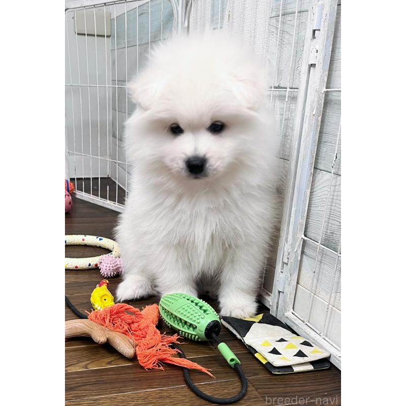 販売中の東京都のサモエド-443147の9枚目